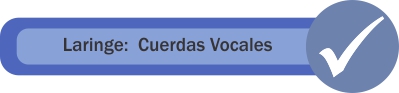 Laringe: cuerdas vocales